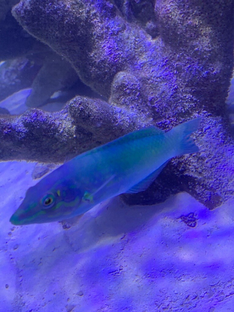 Marine fish for sale grab a bargain in Norwich, Norfolk Gumtree