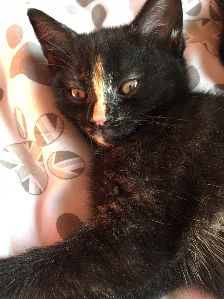 2x female Maincoon x ragdoll kittens in StokeonTrent, Staffordshire Gumtree