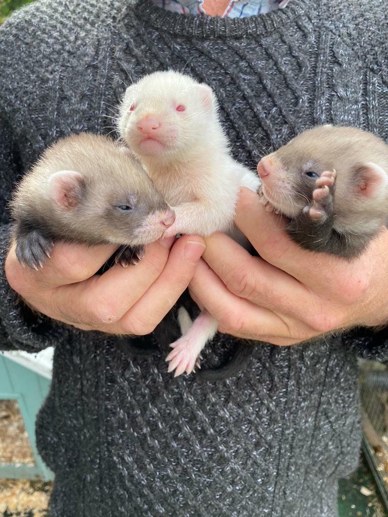 Baby ferrets in Abergavenny, Monmouthshire Gumtree