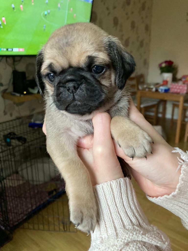 Pedigree Pug puppies due to leave December. in Hamble, Hampshire
