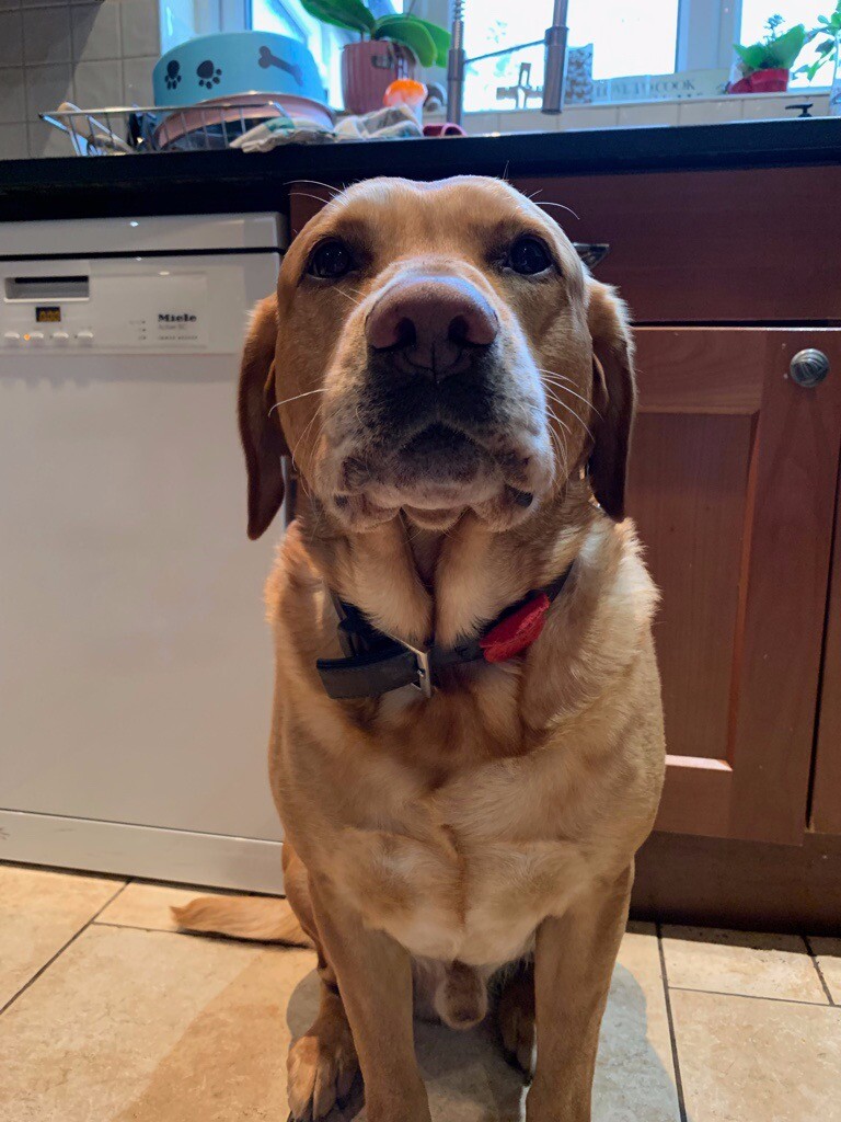 Cute Puppies For Sale East London l2sanpiero