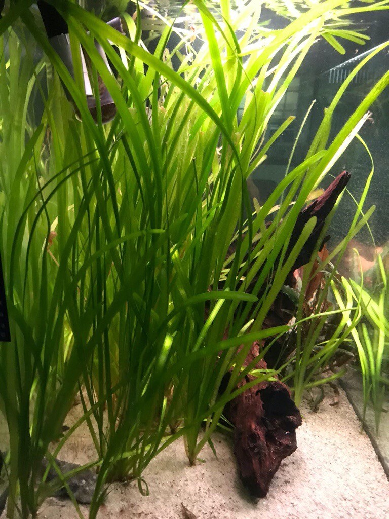 10 Vallisneria aquarium plants straight vallis SNAIL FREE! in