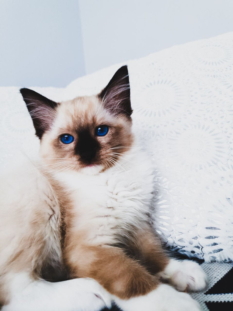 Ragdoll Kittens AVAILABLE in Sighthill, Edinburgh Gumtree
