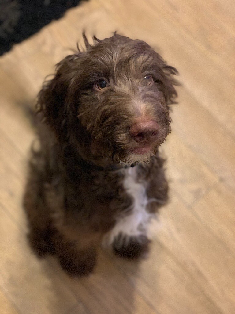 Springerpoo puppy in Treharris, Merthyr Tydfil Gumtree