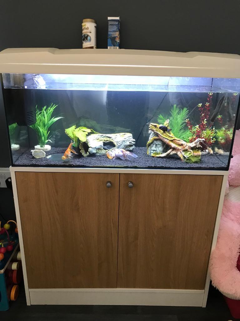 84L fish tank with stand and 6 fancy goldfish in Billesley, West