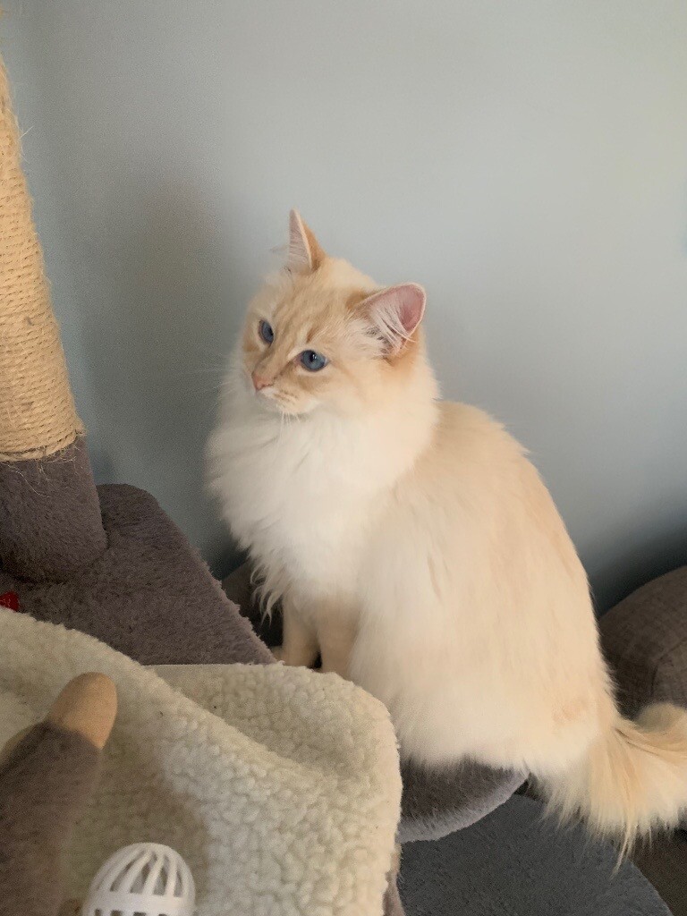 1 year old female Ragdoll Kitten in East Kilbride, Glasgow Gumtree