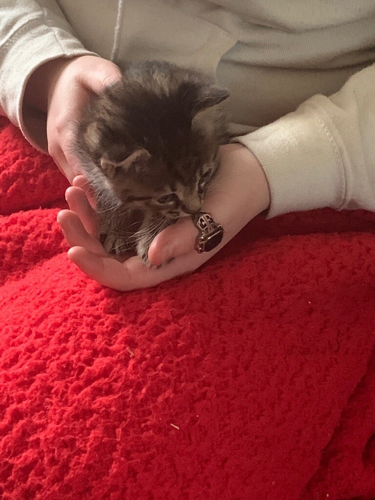 4 kittens for sale (ALL PAID FOR) in Southampton, Hampshire Gumtree