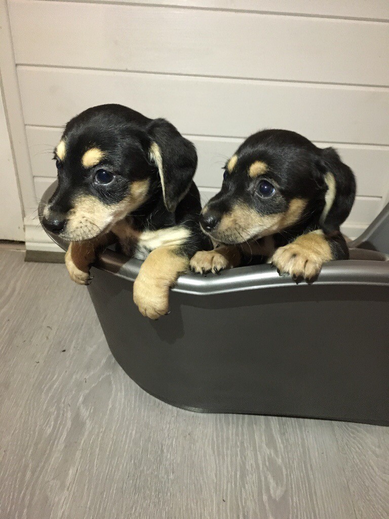 Dachshund X Jack Russell Puppies in St Clears, Carmarthenshire Gumtree