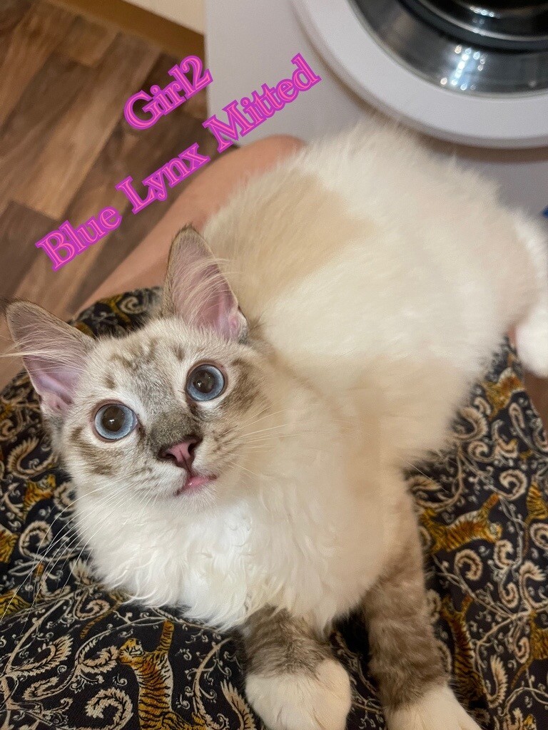 Ragdoll kittens in Perth, Perth and Kinross Gumtree
