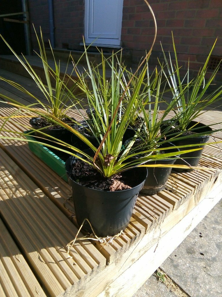 Torbay Palms in Bournemouth, Dorset Gumtree