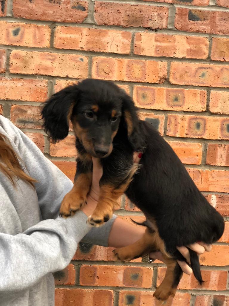 One male dachshund puppy! in Swinton, Manchester Gumtree
