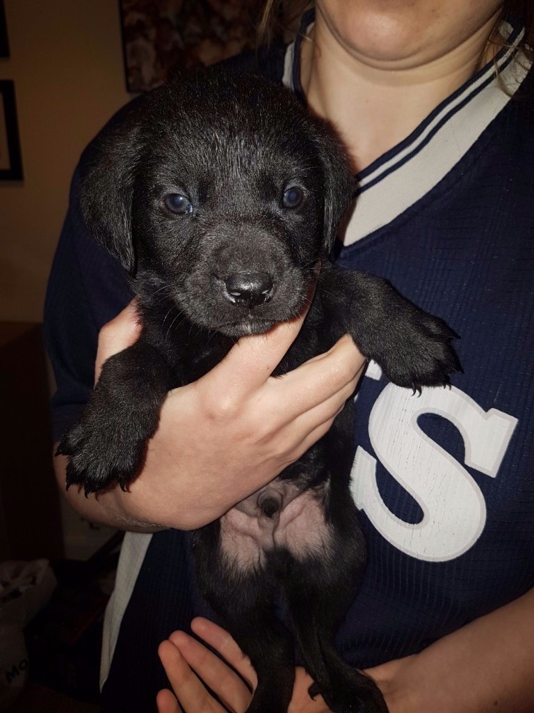 Lab x ridgeback puppies in Cromer, Norfolk Gumtree