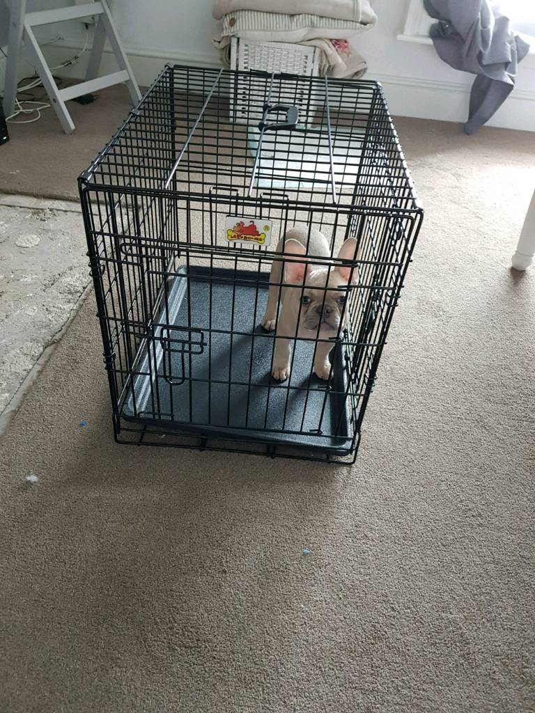 Medium dog crate in Cotham, Bristol Gumtree