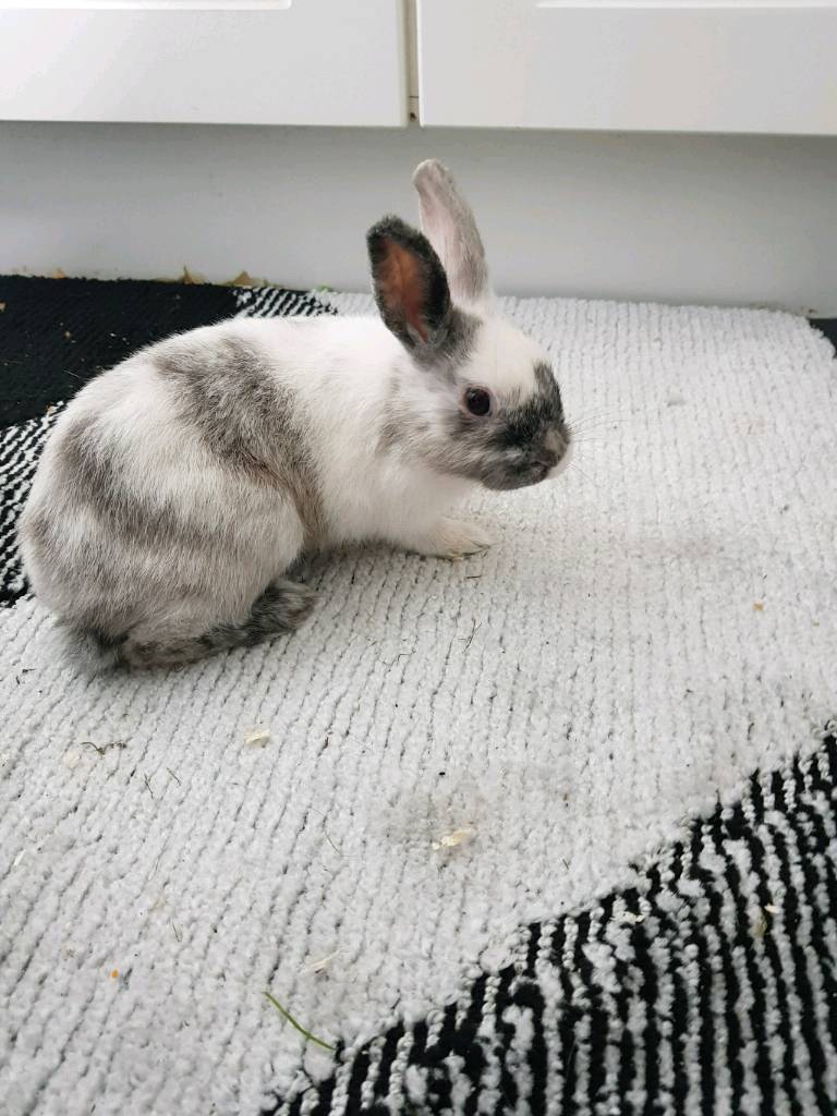 Female rabbit in Ferryhill, County Durham Gumtree
