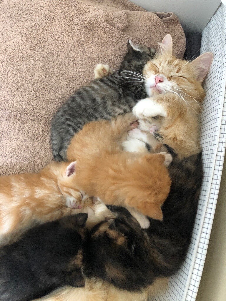 Beautiful tortoiseshell kittens for sale | in Wheatley, Oxfordshire