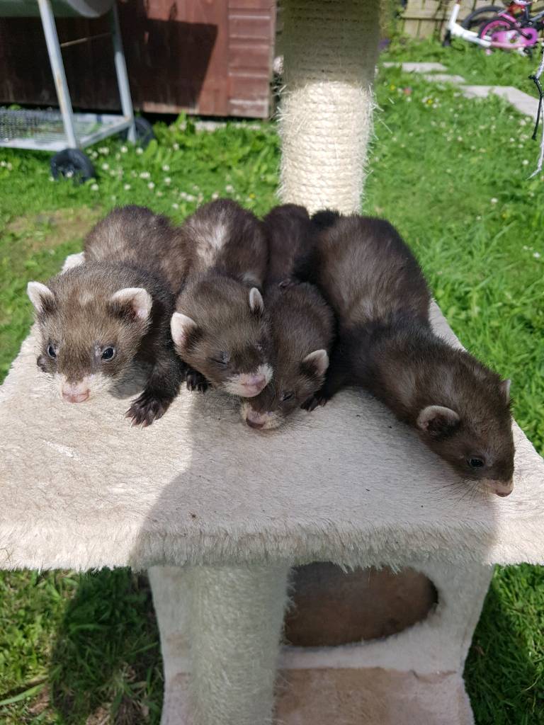 Baby ferrets for sale in Durham, County Durham Gumtree