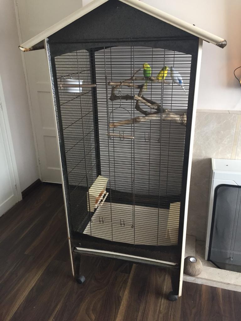 Large bird cage and budgies in Ipswich, Suffolk Gumtree