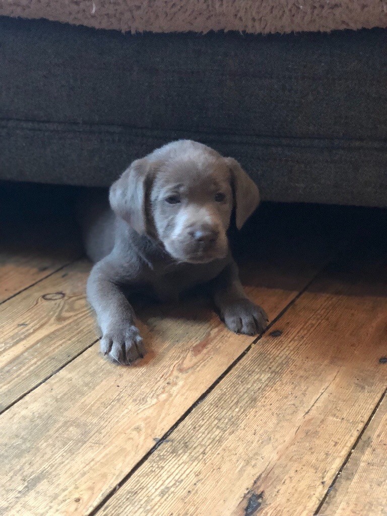 Spellbound silver Labrador puppies in Chelmsford, Essex Gumtree