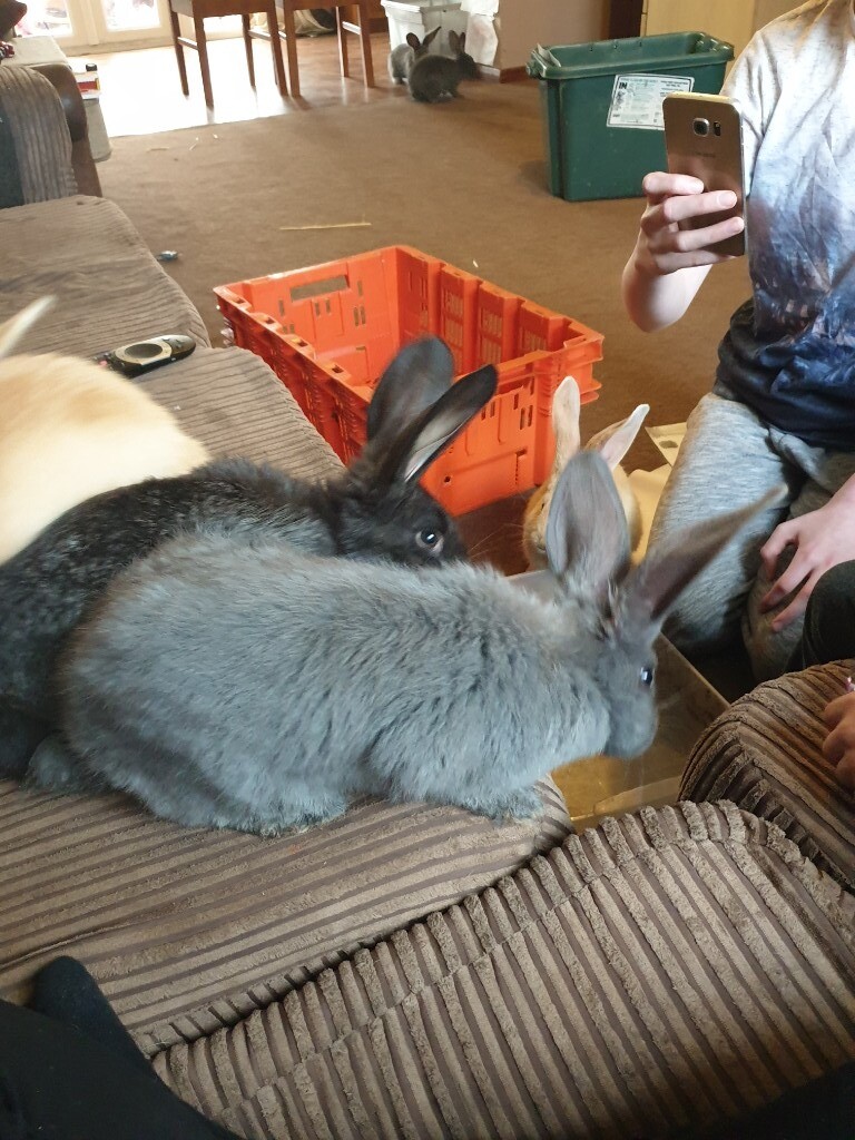 Baby giant continental rabbits in Kings Lynn, Norfolk Gumtree