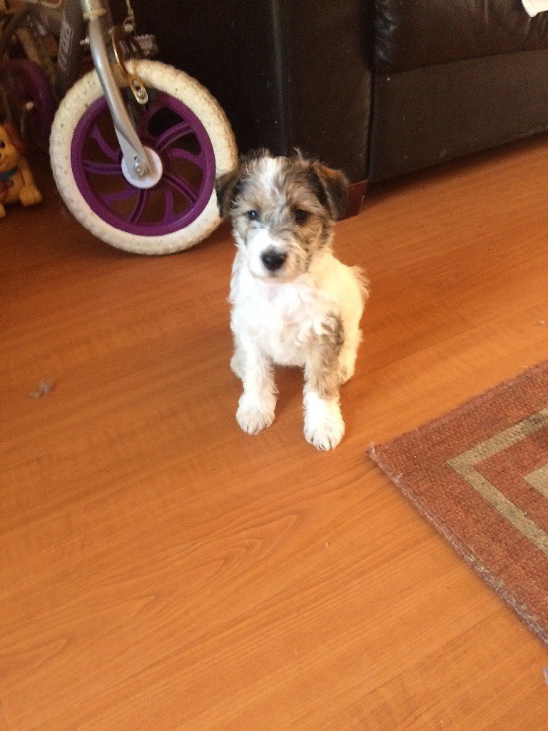 Fox terrier cross jack Russel in Ashford, Kent Gumtree