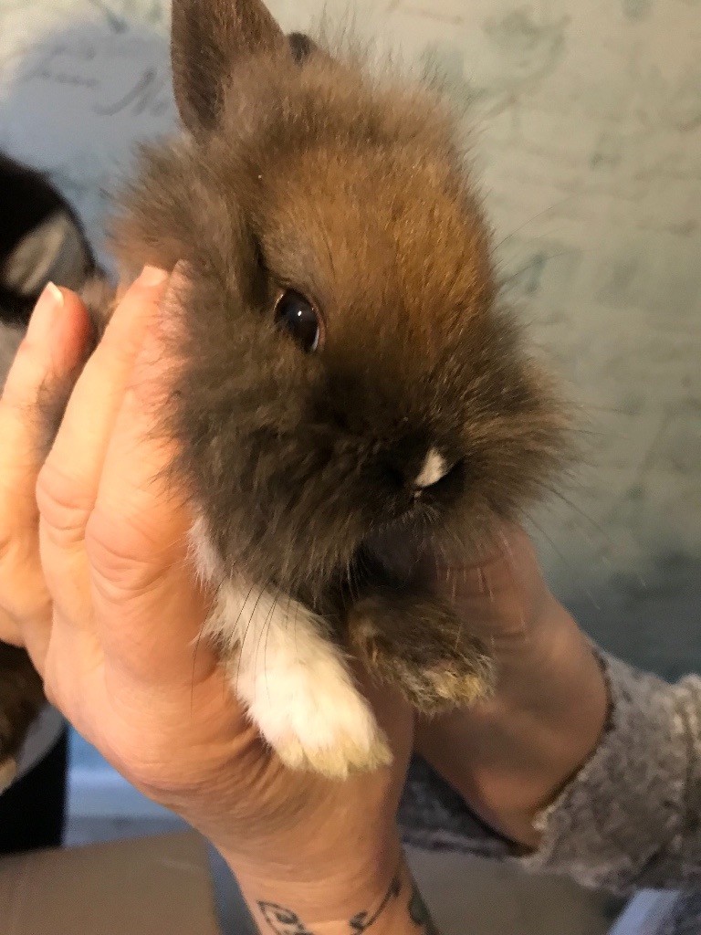 lionhead baby bunnies ready now in Horsham, West Sussex Gumtree