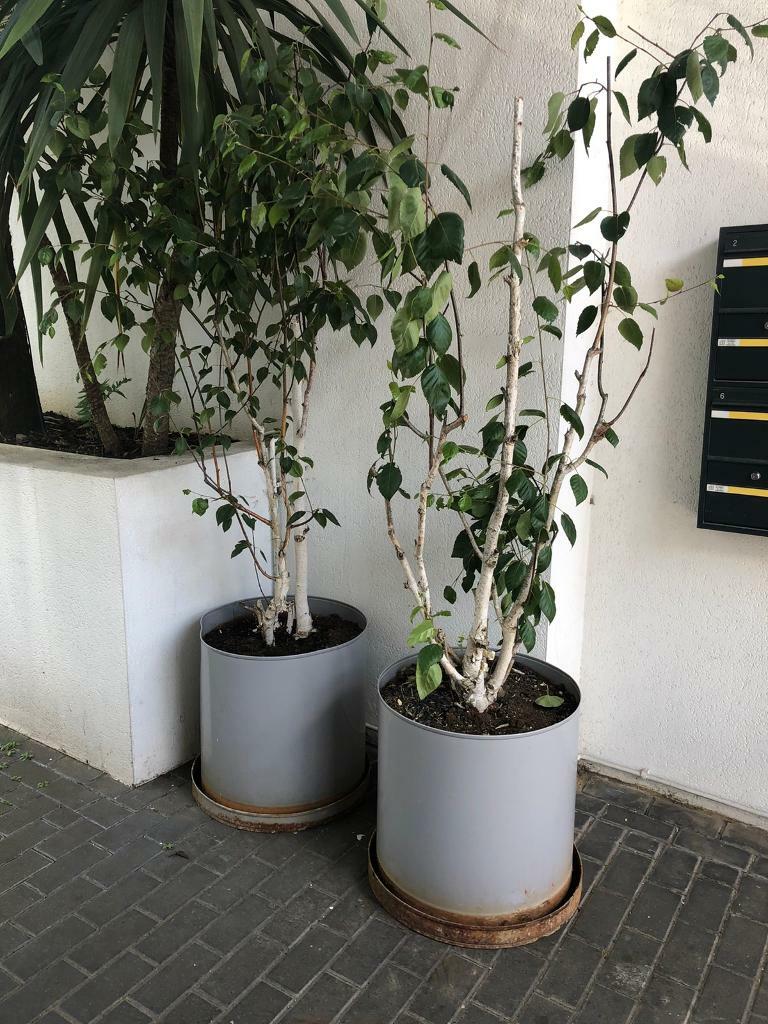 Silver Birch Trees in large pots in Islington, London Gumtree
