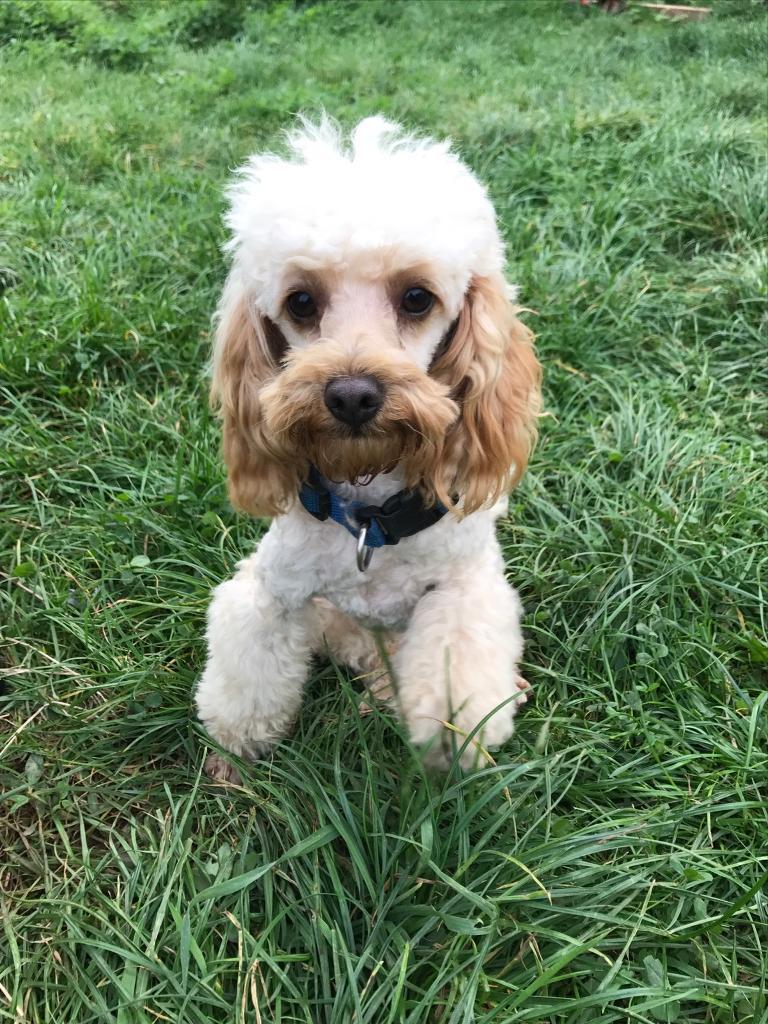 Apricot miniature poodle for sale in StourportonSevern