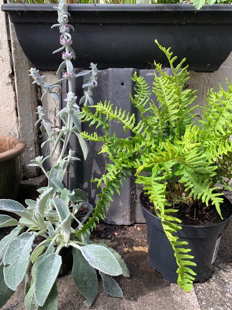 Evergreen dwarf fern plant and Lamb’s ear plant, perennial S in