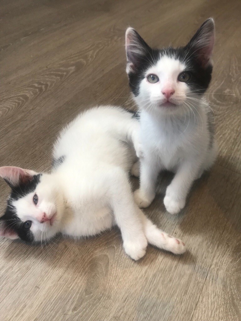 Kittens for sale in Cambridge, Cambridgeshire Gumtree