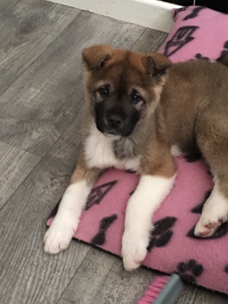 American Akita puppy for sale 9 weeks old in Dudley, West Midlands