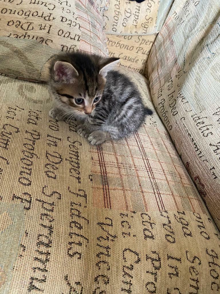 Tabby kittens for sale x2 1x ginger in Northampton, Northamptonshire