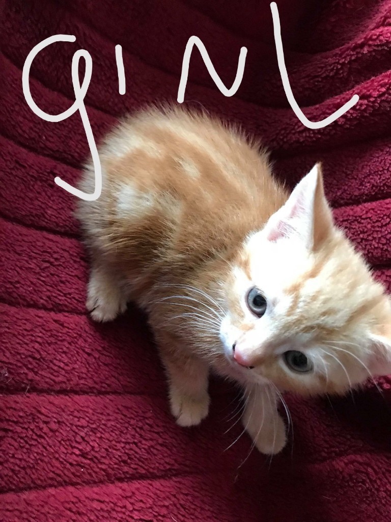 5 ginger kittens for sale 2boys 3girls in Nuneaton, Warwickshire Gumtree