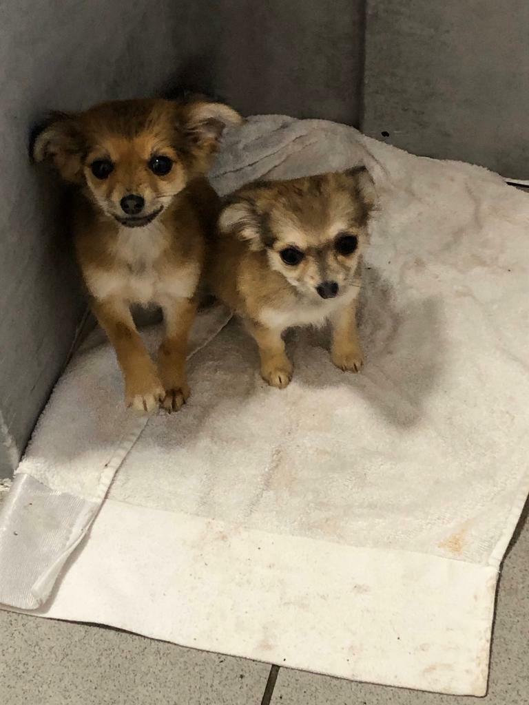 Miniature Jack Russell X Chihuahua in Writtle, Essex Gumtree