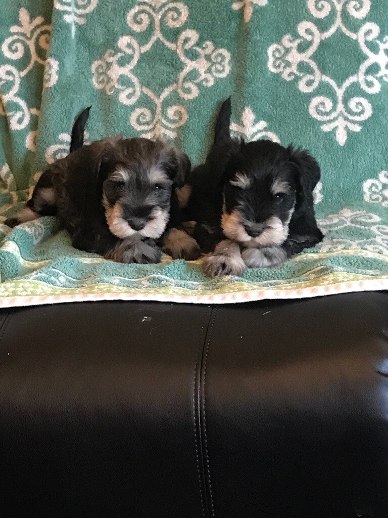 Miniature schnauzer pups for sale in Blairgowrie, Perth and Kinross Gumtree