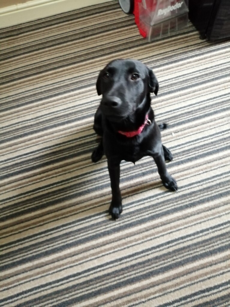 6 month full pedigree labrador pup in Beverley, East