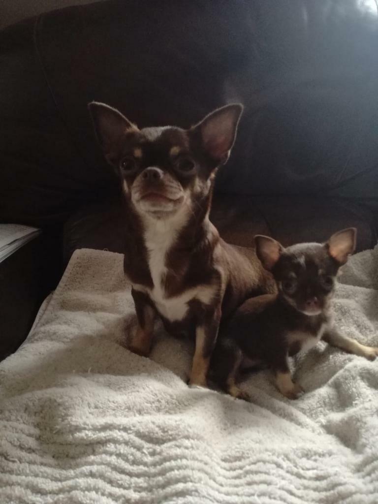 Tea cup chihuahua puppies in WaltonleDale, Lancashire Gumtree