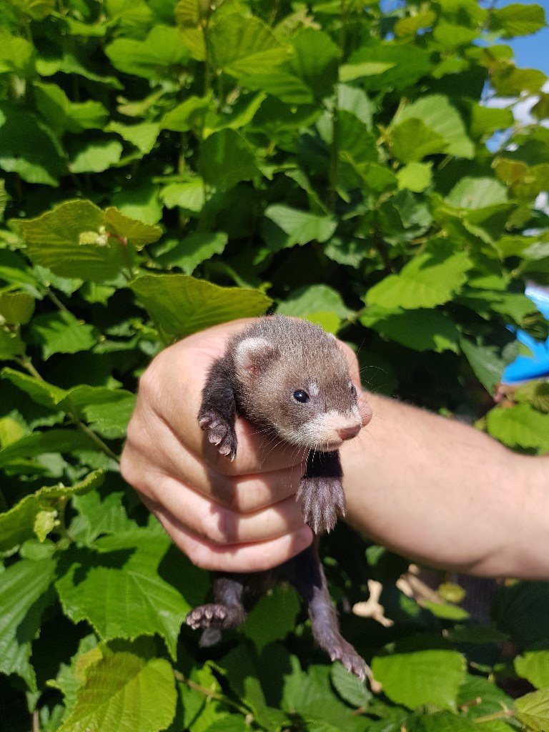 semi angora ferret kits for sale in Welwyn Garden City, Hertfordshire