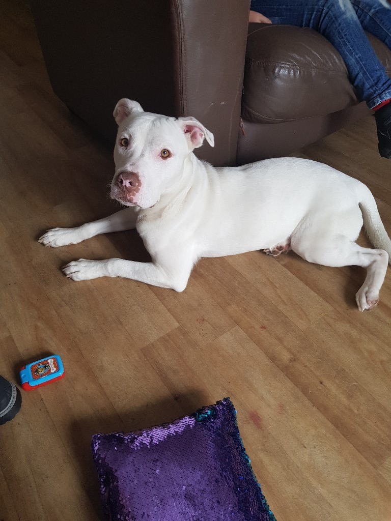 11 mouth old staffie x in Eastleigh, Hampshire Gumtree
