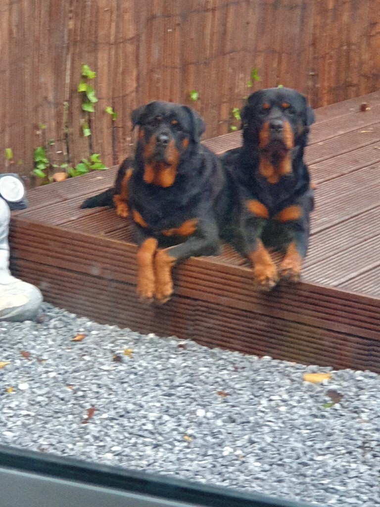 Female American Rottweiler for sale in Colinton, Edinburgh Gumtree