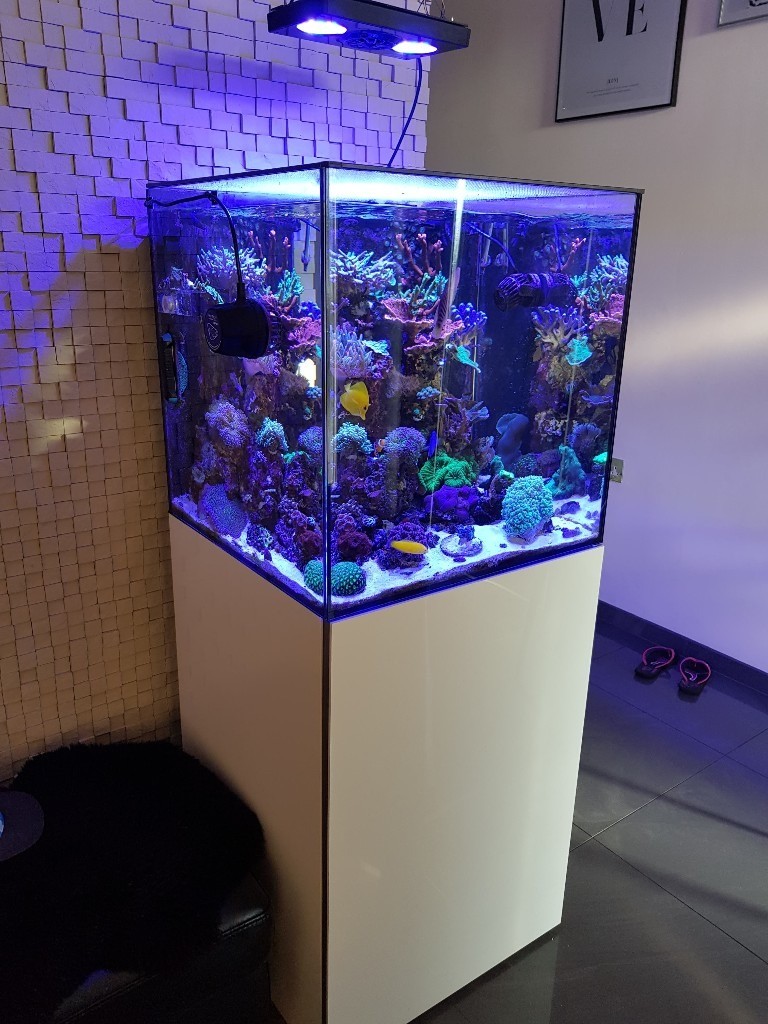 Evolution aqua aquarium in Hull, East Yorkshire Gumtree