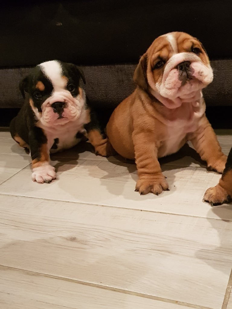 British bull dog pups for sale in Armoy, County Antrim Gumtree