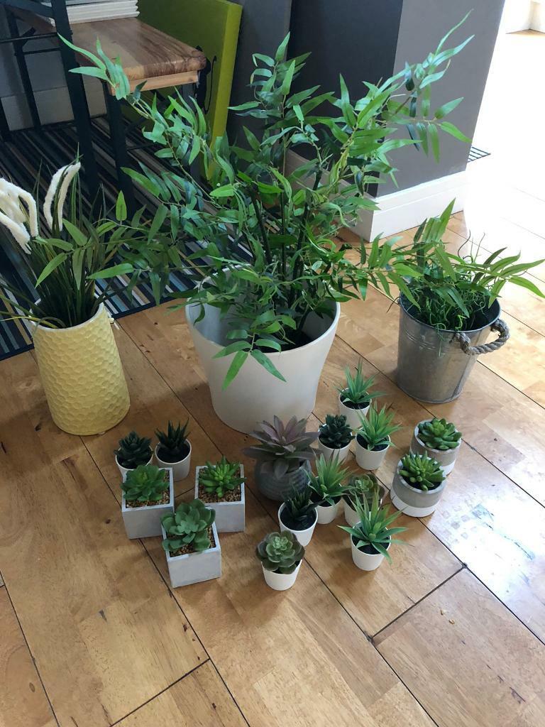  Artificial  Plants  in Pot  in Harrogate North Yorkshire 