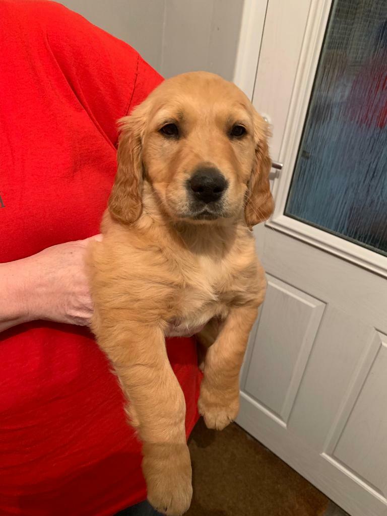 Golden Retriever Puppies in Birstall, Leicestershire Gumtree