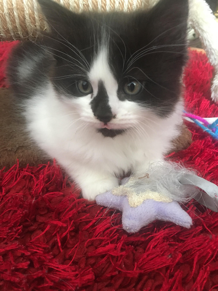 Ragdoll cross kittens in Falkirk Gumtree