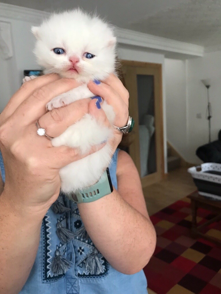 Exotic baby girl, Blueeyed white kitten in Cyncoed, Cardiff Gumtree