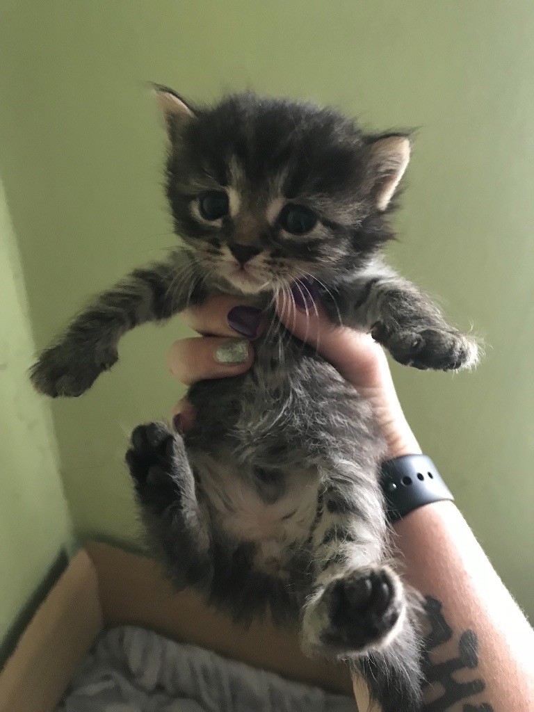 5 3/4 Maine coon kittens ONLY 1 BOY LEFT in Shrewsbury, Shropshire Gumtree