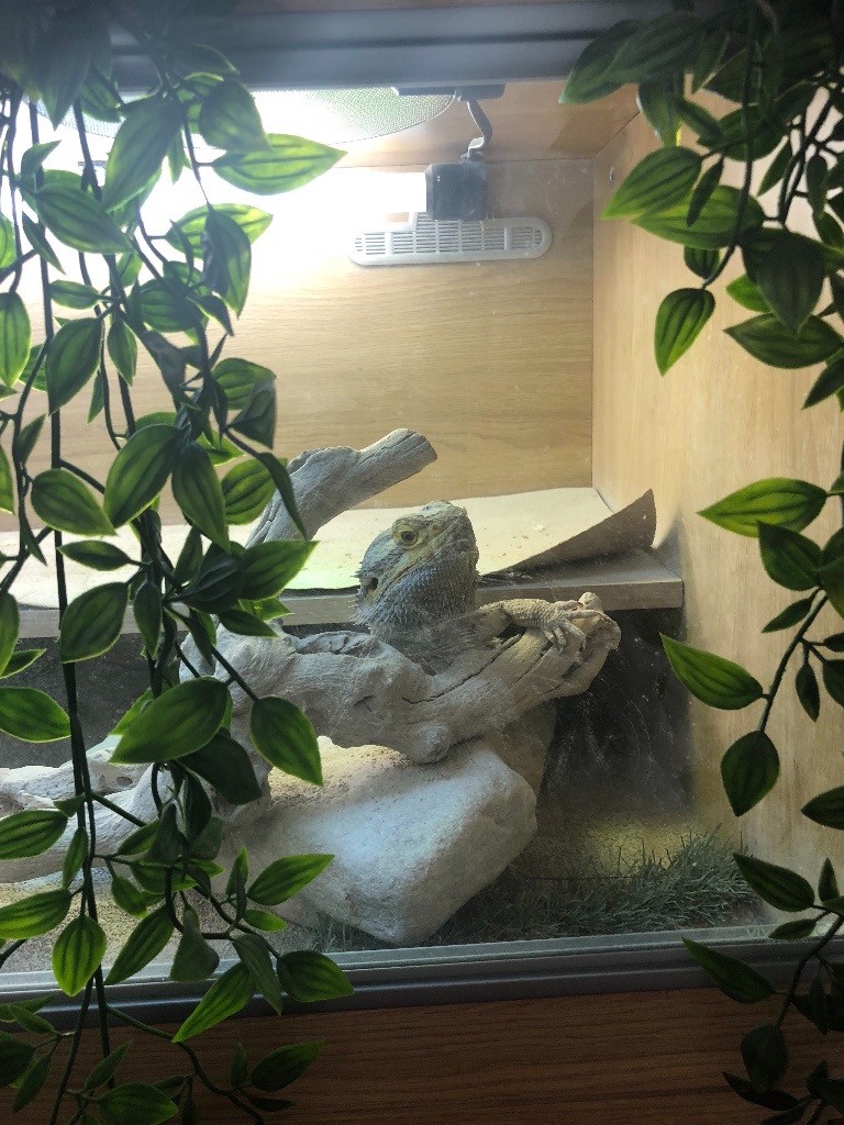 Bearded Dragon for sale comes with new vivarium and all accessories