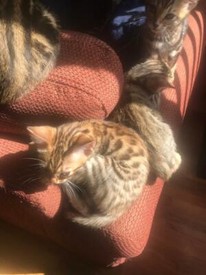 Jack Russell Cross Miniature Pinscher Jack A Pin Pups For Sale