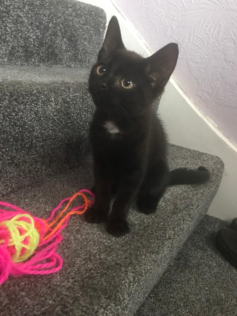 11 week old kitten looking for a loving family | in Oxford, Oxfordshire