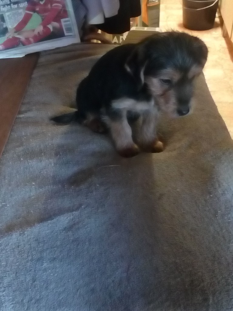 Norfolk terrier cross Jack Russel puppy in Dereham, Norfolk Gumtree